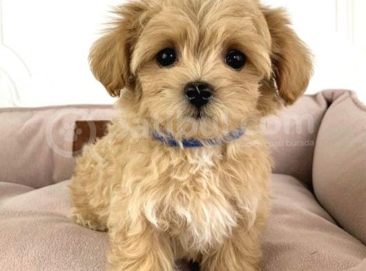 Ev Üreti̇mi̇nden Malti̇poo Yavrulari
