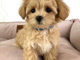 Ev Üreti̇mi̇nden Malti̇poo Yavrulari