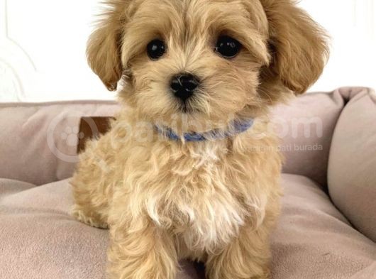 Ev Üreti̇mi̇nden Malti̇poo Yavrulari görsel