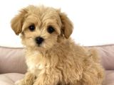 Ev Üreti̇mi̇nden Malti̇poo Yavrulari