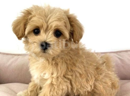 Ev Üreti̇mi̇nden Malti̇poo Yavrulari görsel