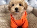 Safkan Üreti̇mden Malti̇poo Yavrulari