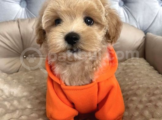 Safkan Üreti̇mden Malti̇poo Yavrulari görsel