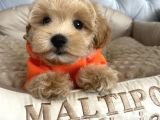 SAFKAN ÜRETİMDEN MALTİPOO YAVRULARI
