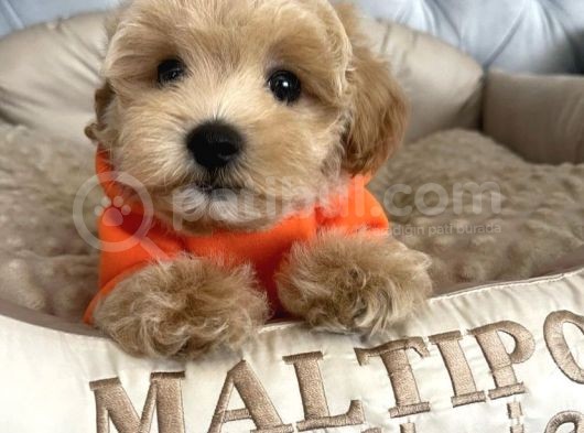 Safkan Üreti̇mden Malti̇poo Yavrulari