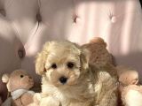 Evi̇ni̇zi̇n Tatli Üyeleri̇ Malti̇poo Yavrulari