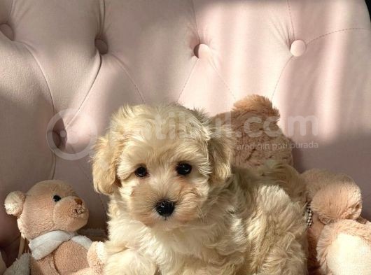Evi̇ni̇zi̇n Tatli Üyeleri̇ Malti̇poo Yavrulari görsel