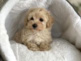 EVİNİZİN TATLI ÜYELERİ MALTİPOO YAVRULARI