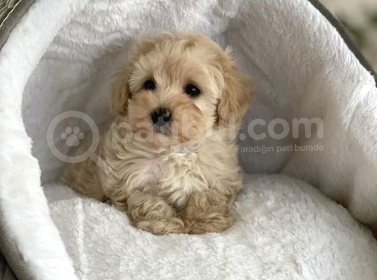 Evi̇ni̇zi̇n Tatli Üyeleri̇ Malti̇poo Yavrulari