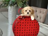 GÜZELLER GÜZELİ MALTİPOO YAVRULARI