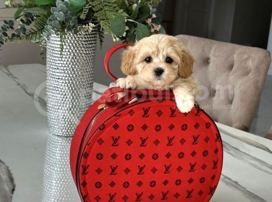 Güzeller Güzeli̇ Malti̇poo Yavrulari