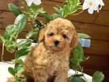 Güzeller Güzeli̇ Malti̇poo Yavrulari