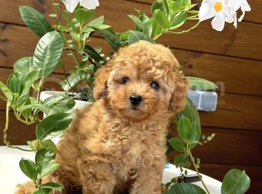 Güzeller Güzeli̇ Malti̇poo Yavrulari görsel