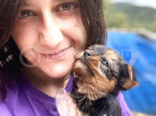 Yorkshire Yavrular Bursa Köpek Okulu görsel