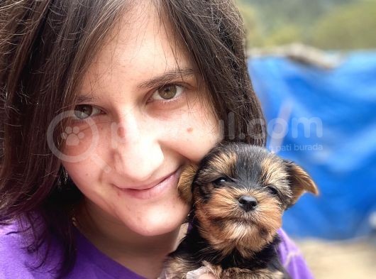 Yorkshire Yavrular Bursa Köpek Okulu