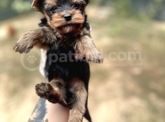 Yorkshire Yavrular Bursa Köpek Okulu görsel