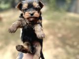 Yorkshire Yavrular Bursa Köpek Okulu
