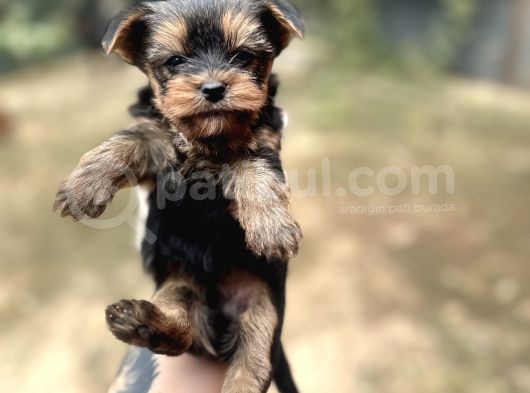 Yorkshire Yavrular Bursa Köpek Okulu görsel