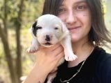 Border Collie Yavru Bursa Köpek Okulu