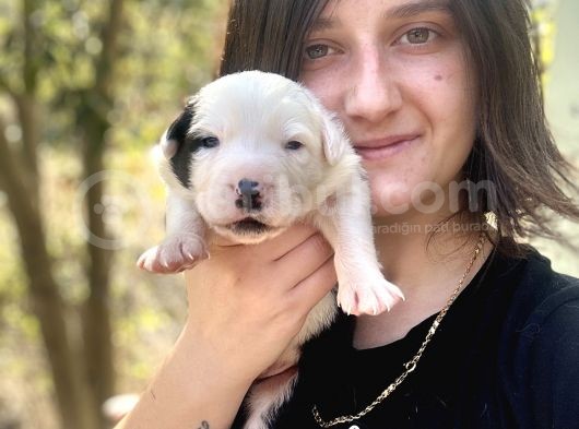 Border Collie Yavru Bursa Köpek Okulu görsel