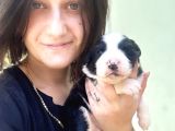 Border Collie Yavru Bursa Köpek Okulu