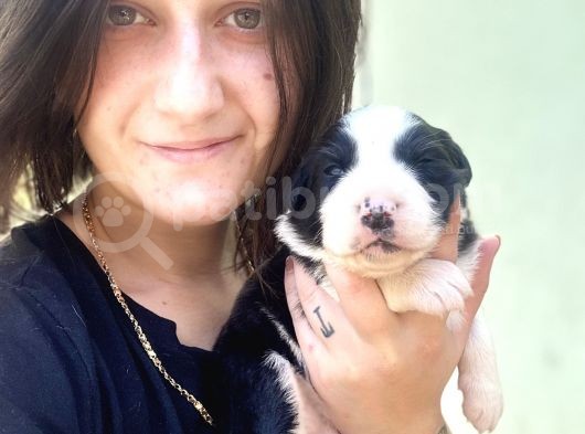 Border Collie Yavru Bursa Köpek Okulu görsel