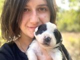 Border Collie Yavru Bursa Köpek Okulu