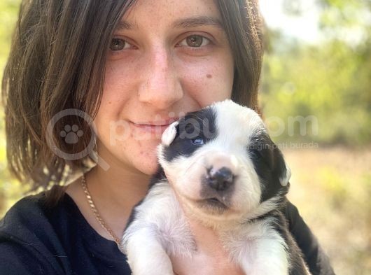Border Collie Yavru Bursa Köpek Okulu