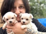 Maltese Yavrular Bursa Köpek Okulu