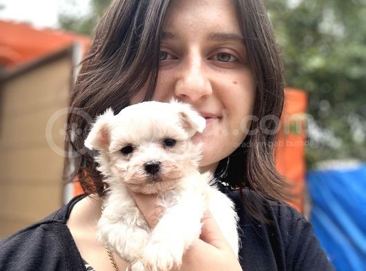 Maltese Yavrular Bursa Köpek Okulu görsel