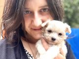 Maltese Yavrular Bursa Köpek Okulu