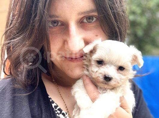 Maltese Yavrular Bursa Köpek Okulu görsel