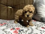 Di̇şi̇ Toy Poodle Yavrumuz