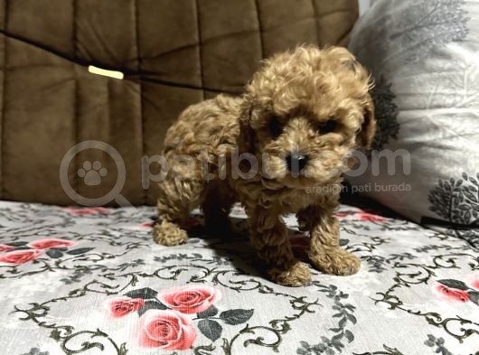 Di̇şi̇ Toy Poodle Yavrumuz görsel