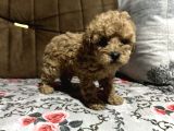 Teacup Toy Poodle Dişi Bebeği̇mi̇z