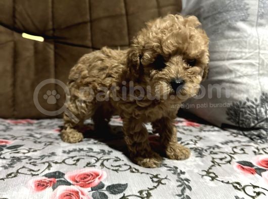 Teacup Toy Poodle Dişi Bebeği̇mi̇z görsel