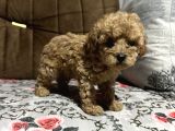 Di̇şi̇ Toy Poodle Yavrumuz