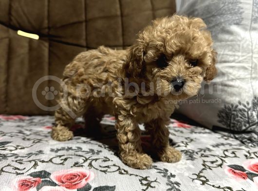 Di̇şi̇ Toy Poodle Yavrumuz görsel