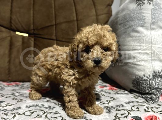 Teacup Toy Poodle Dişi Bebeği̇mi̇z görsel