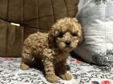 Di̇şi̇ Toy Poodle Yavrumuz