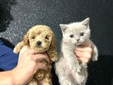 DİŞİ TOY POODLE YAVRUMUZ