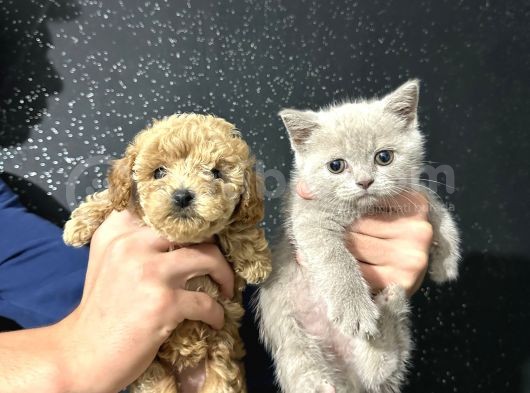 Di̇şi̇ Toy Poodle Yavrumuz