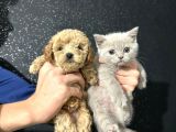 Di̇şi̇ Toy Poodle Yavrumuz