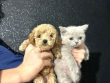 TEACUP TOY POODLE DIŞI BEBEĞİMİZ