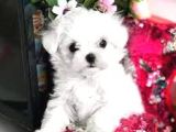 VONALP PET GARANTISIYLE KARBEYAZ MALTESE BEBEKLER