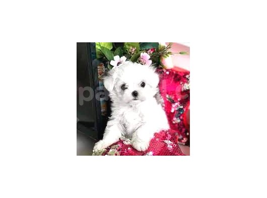 Vonalp Pet Garantisiyle Karbeyaz Maltese Bebekler