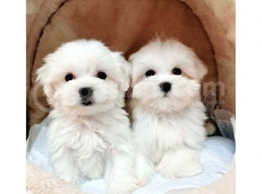 Vonalp Pet Garanti̇si̇yle A Kali̇te Maltese Terri̇er Yavrularimiz