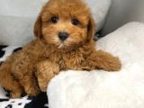 ORJİNAL SAFKAN MALTİPOO VONALP PET GARANTİSİ İLE