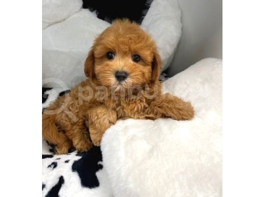 Orji̇nal Safkan Malti̇poo Vonalp Pet Garanti̇si̇ İle