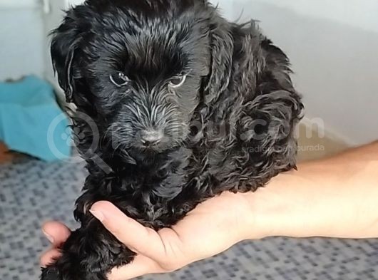 Toy Poodle Siyah Lekesiz Yavrularımız görsel